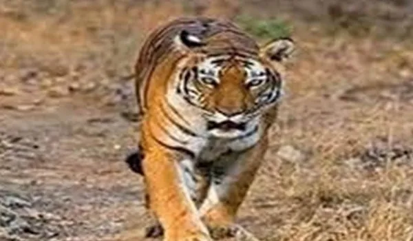 Madhya Pradesh: उमरिया के बांधवगढ़ बाघ अभयारण्य में बाघ शावक मृत मिला